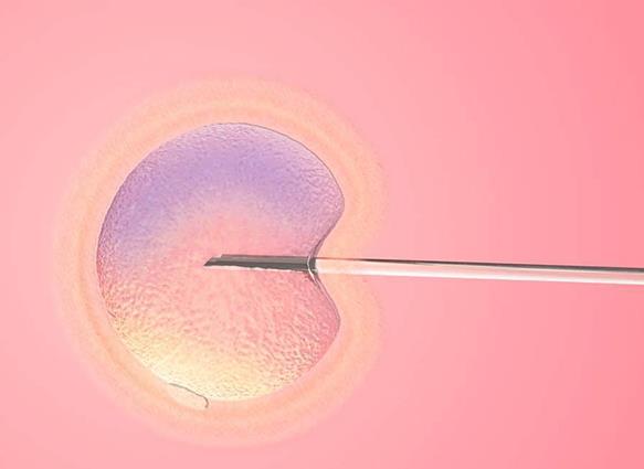 2024国内借卵子助孕费用一览在国外用他人卵子做试管多少钱
