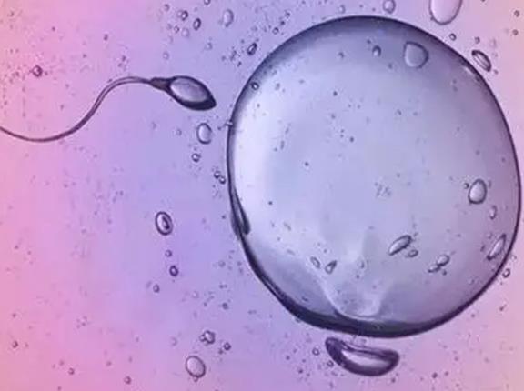 试管婴儿胚胎移植选择桑椹胚和鲜胚哪个好